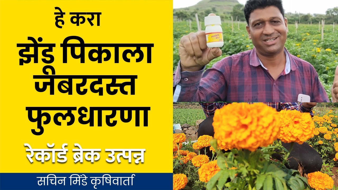 झेंडू पिकाला जास्तीत जास्त फुलधारणा होण्यासाठी हा विडिओ नक्की बघा | सचिन मिंडे कृषीवार्ता