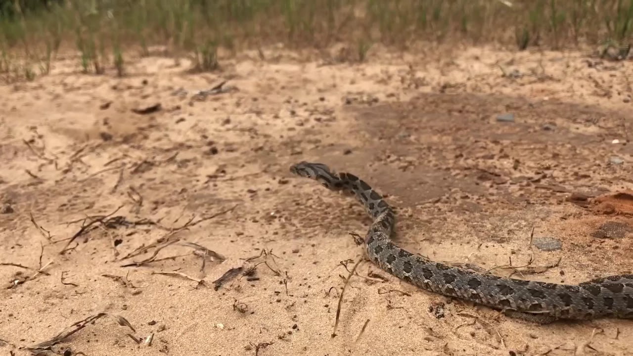 פרקים מיומנו של לוכד נחשים פרק 1 עונה 3 Holy Land Snake Catcher E1 S3