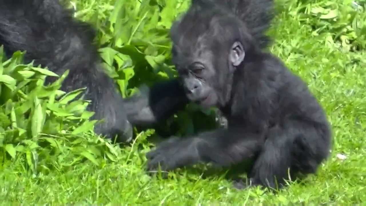 Salome and Kukena ( Bristol Zoo's Gorilla baby at 7 months...) m2ts