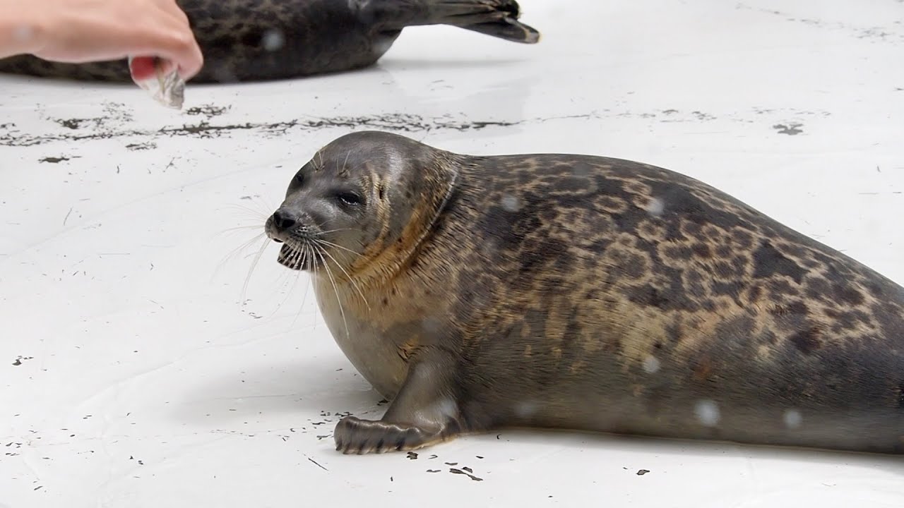 特大アジとワモンアザラシのミゾレちゃん