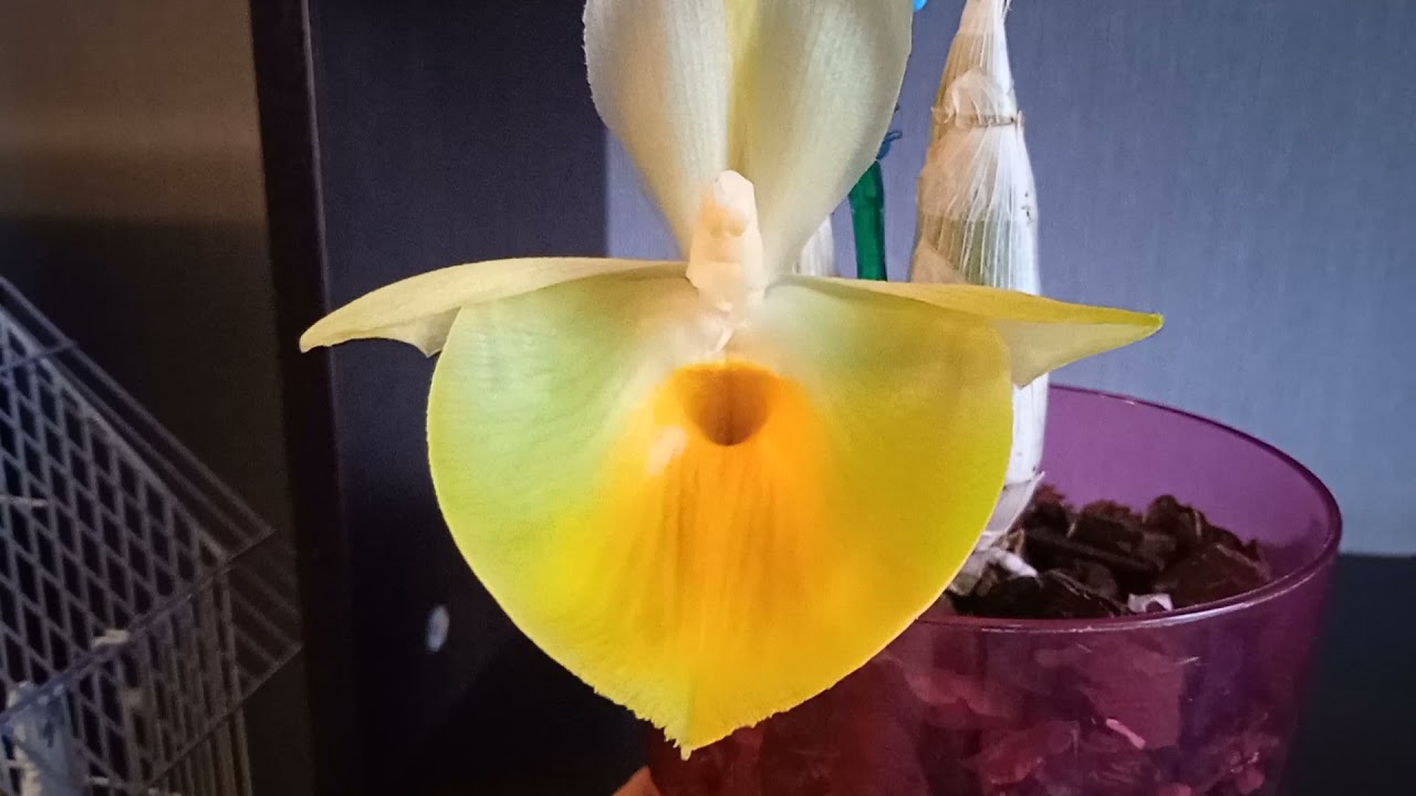 26.Орхидея Катасетум Catasetum pileatum sib цветение