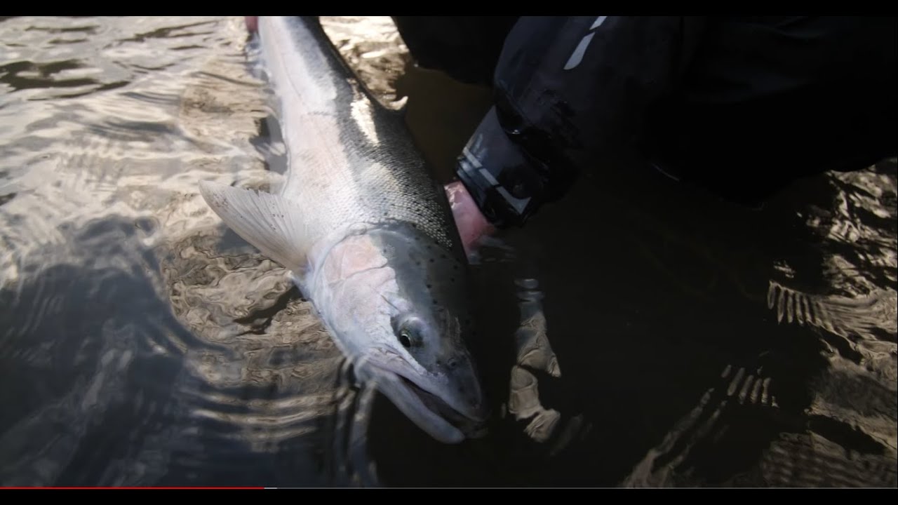 STEELHEAD on Oregon's Famous UMPQUA RIVER | 2 GUIDES Compete!  (PART 2 of 2)