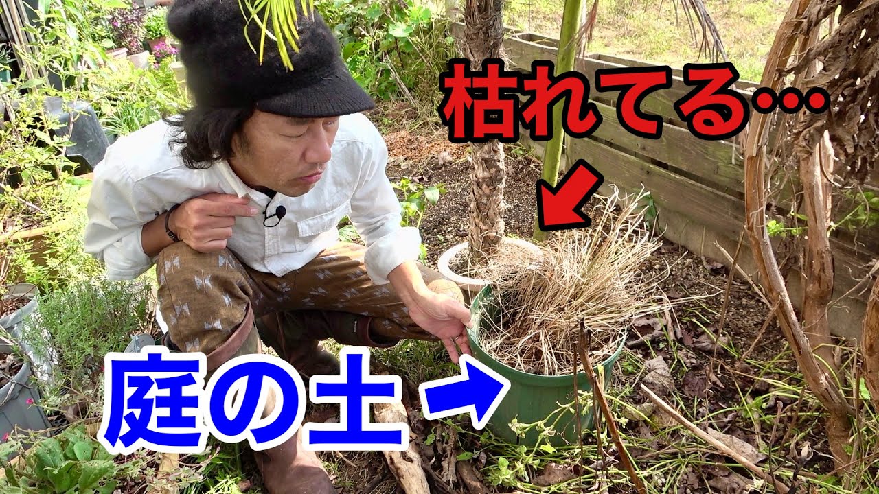 庭の土を使って植物を鉢で育ててはいけない理由　【園芸超人カーメン君】