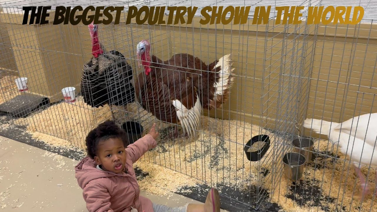 🐔🐣 First Big Poultry Show With Our 4H Group | Learning, Networking & Family Time