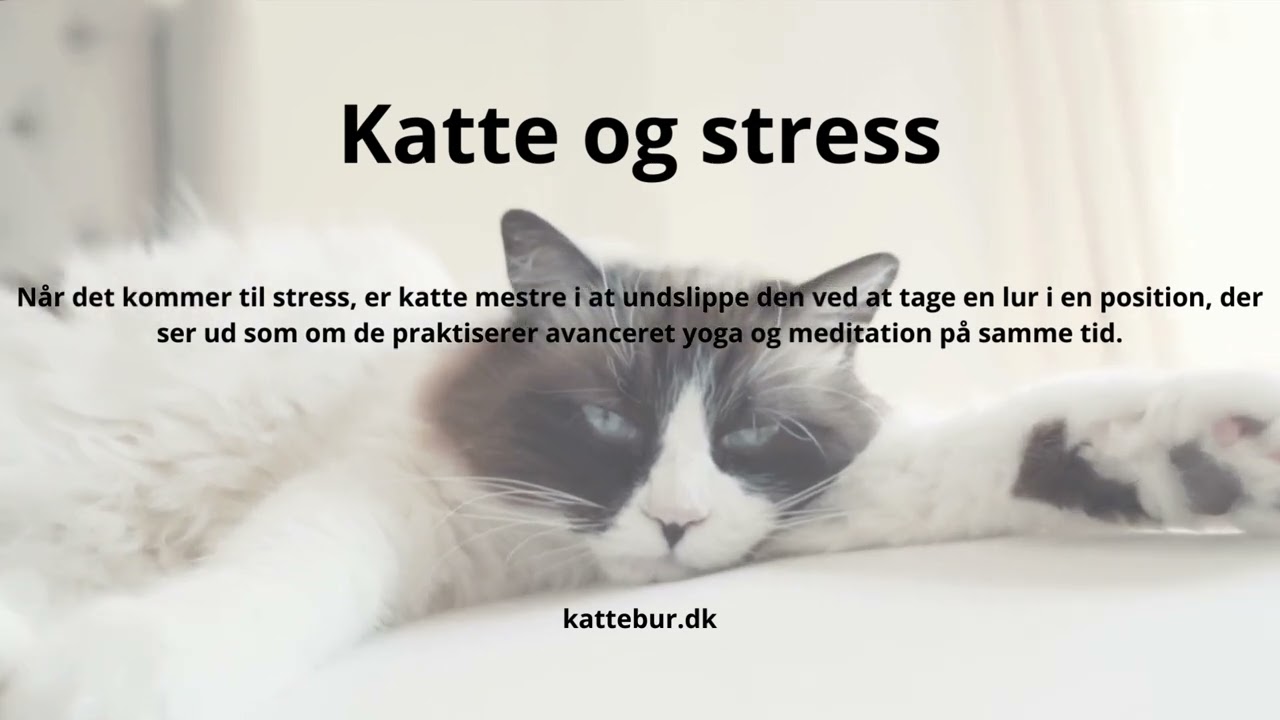 Kattekronikler - Fakta om Katte 9