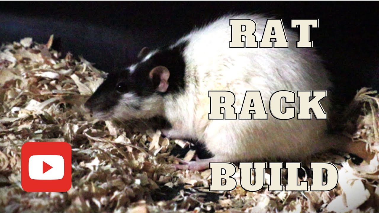 DIY Rat Rack Build!!!