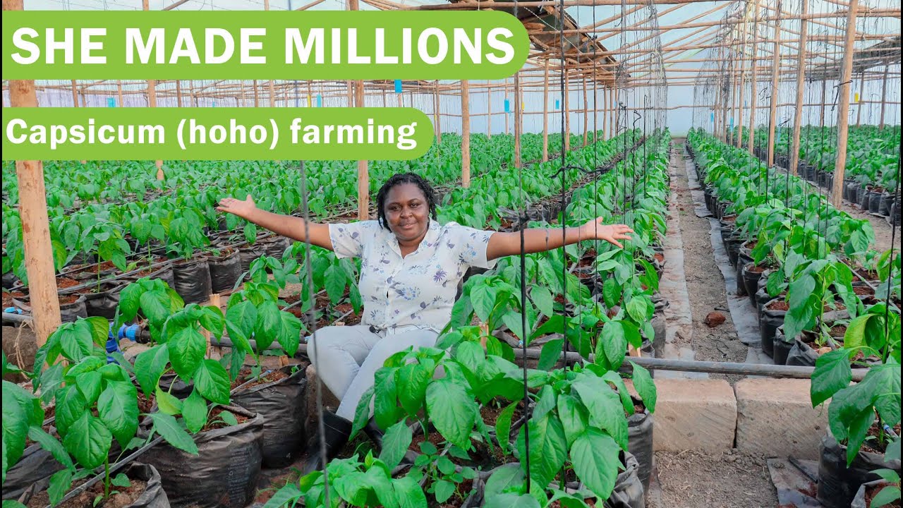 Самая успешная женщина-фермер Кении, которая превратила свою ферму по выращиванию перца в прибыль...