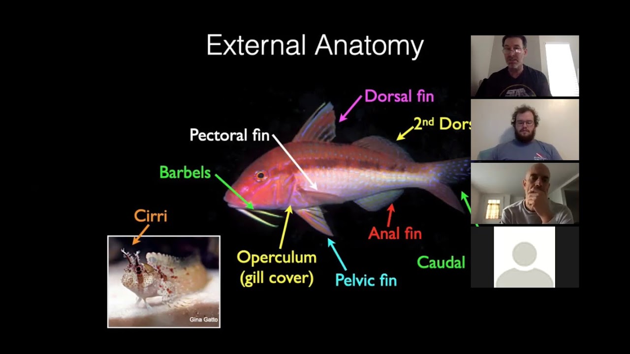 Reef Fish Identification