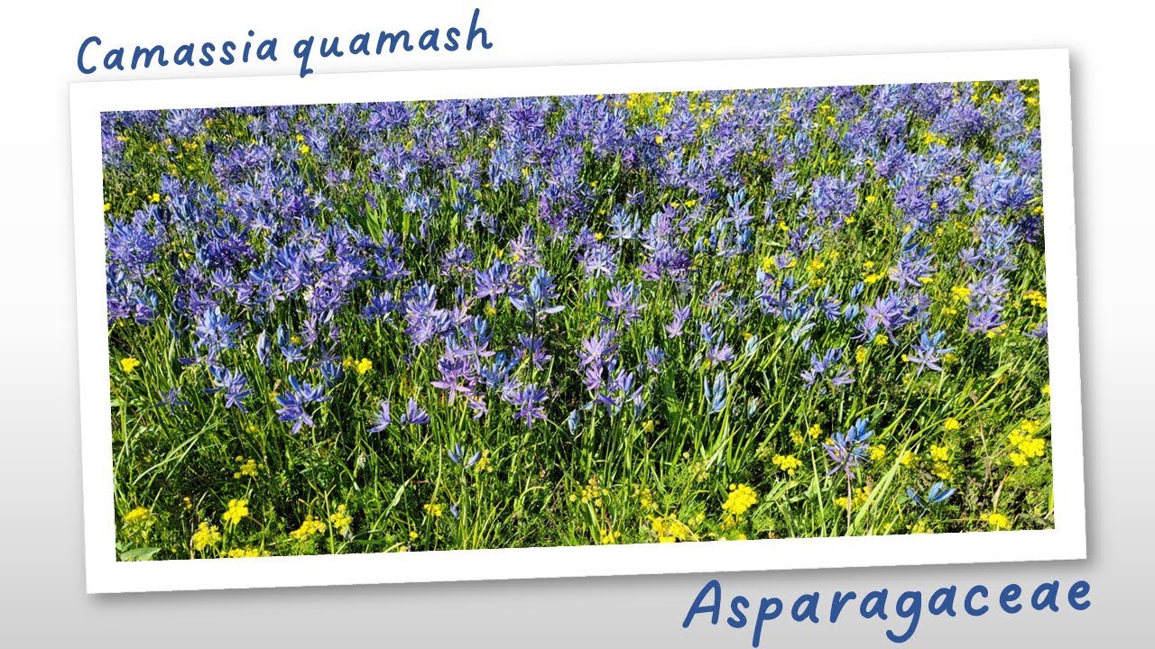 Камас — небольшое растение с глубокими «корнями» в доколумбовой культуре.