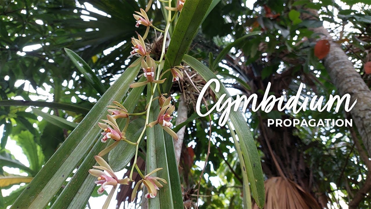#57 How to Propagate Cymbidium [ENG CC] #cymbidium #propagation #orchid
