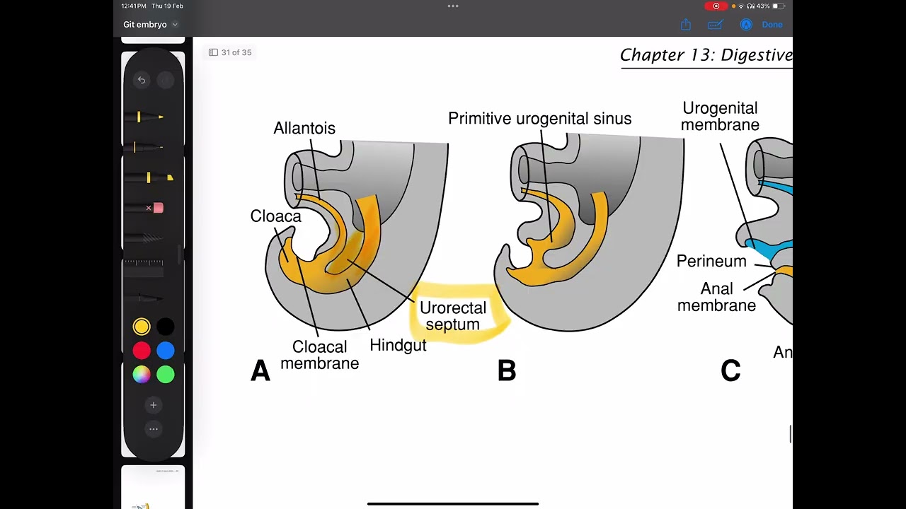 Embryology of the hindgut (langman)