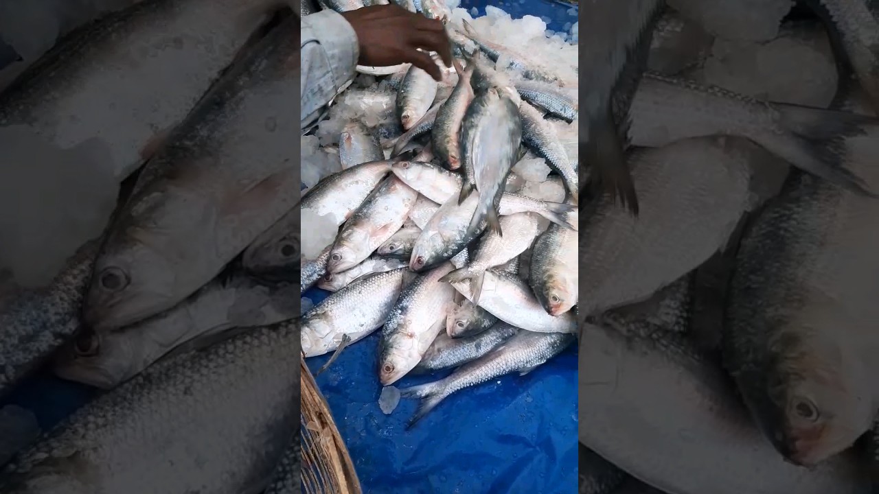Cheapest Hilsha Fish Market #shorts
