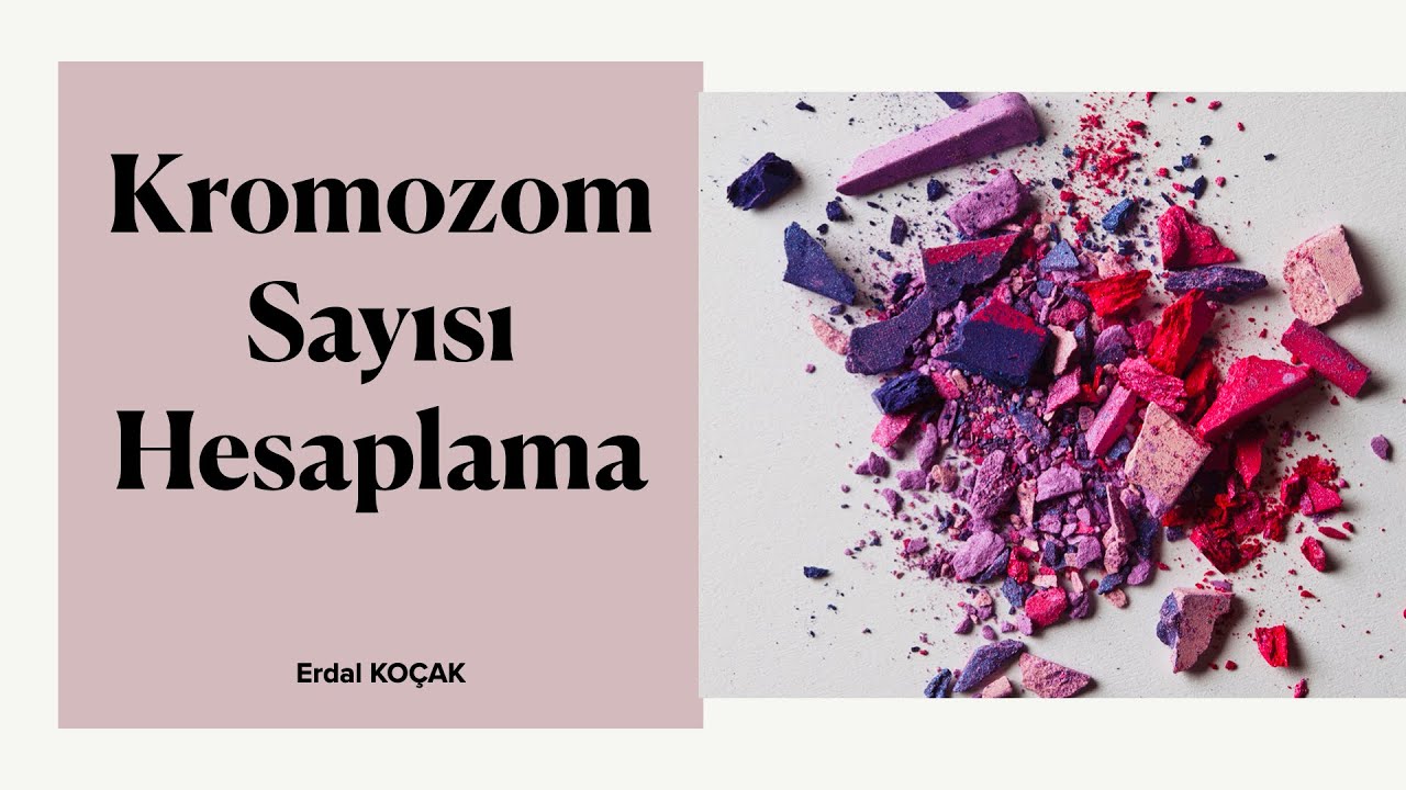 MİTOZ MAYOZ SORULARINDA KROMOZOM KROMATİT SAYISI HESAPLAMA - kromatin kromatit farkı - DNA miktarı