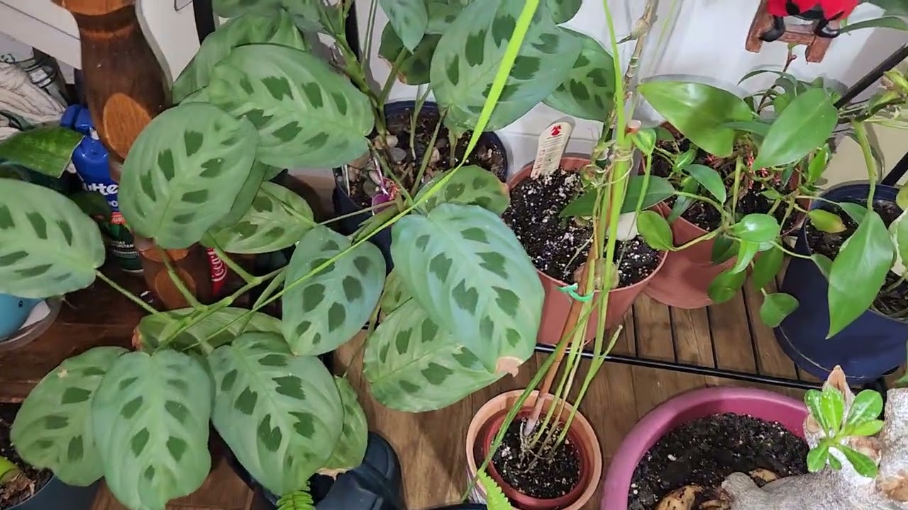 Ayudando a la Hermana Cristina, con su Jardín y así está en Invierno 😍