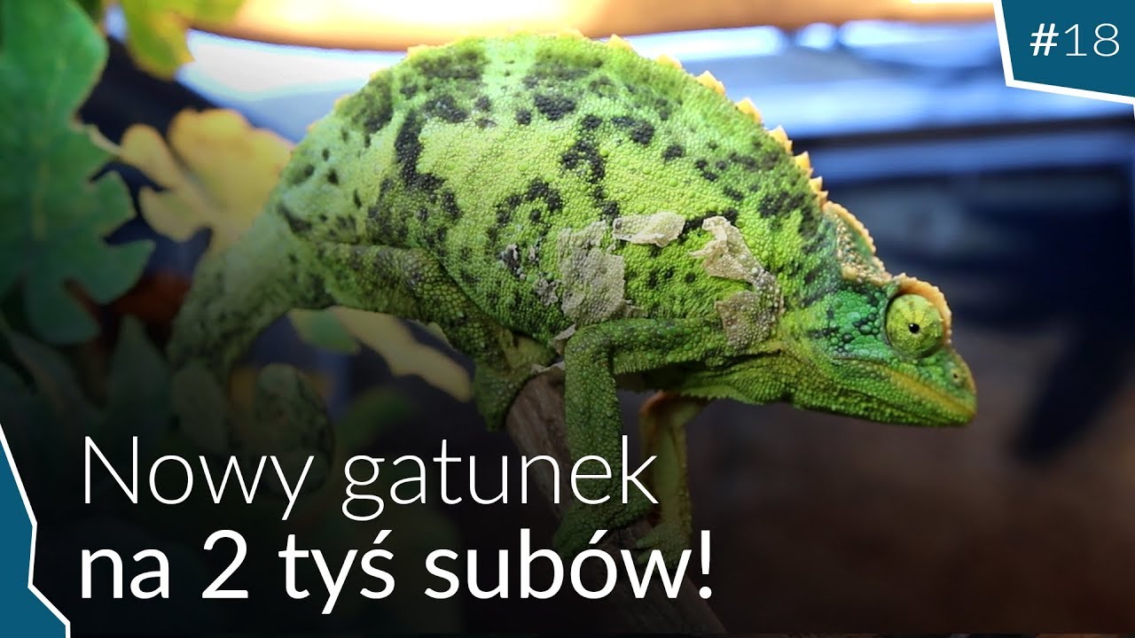 TURECKI UNBOXING KAMELEON&Oacute;W JACKSONA