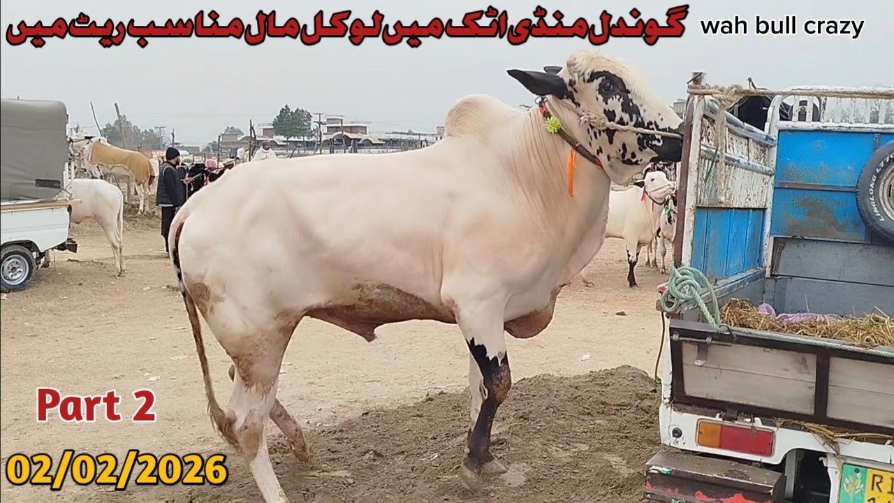 Today Gondal Mandi Attock Latest 2/02/ 2026 Fatehjangi Rate's Update @Wahbullcrazy Qurbani  2026.27