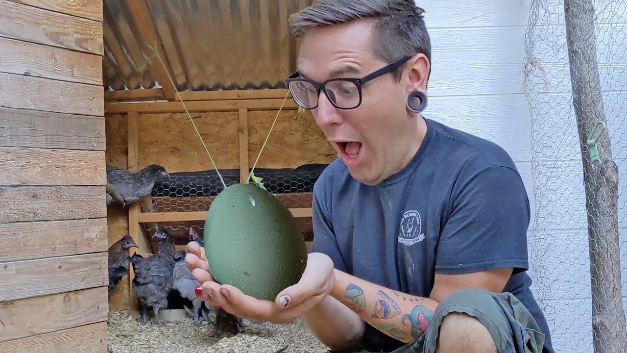 How to Breed Your Own OLIVE EGGERS! Getting Olive Eggs from Backyard Chickens