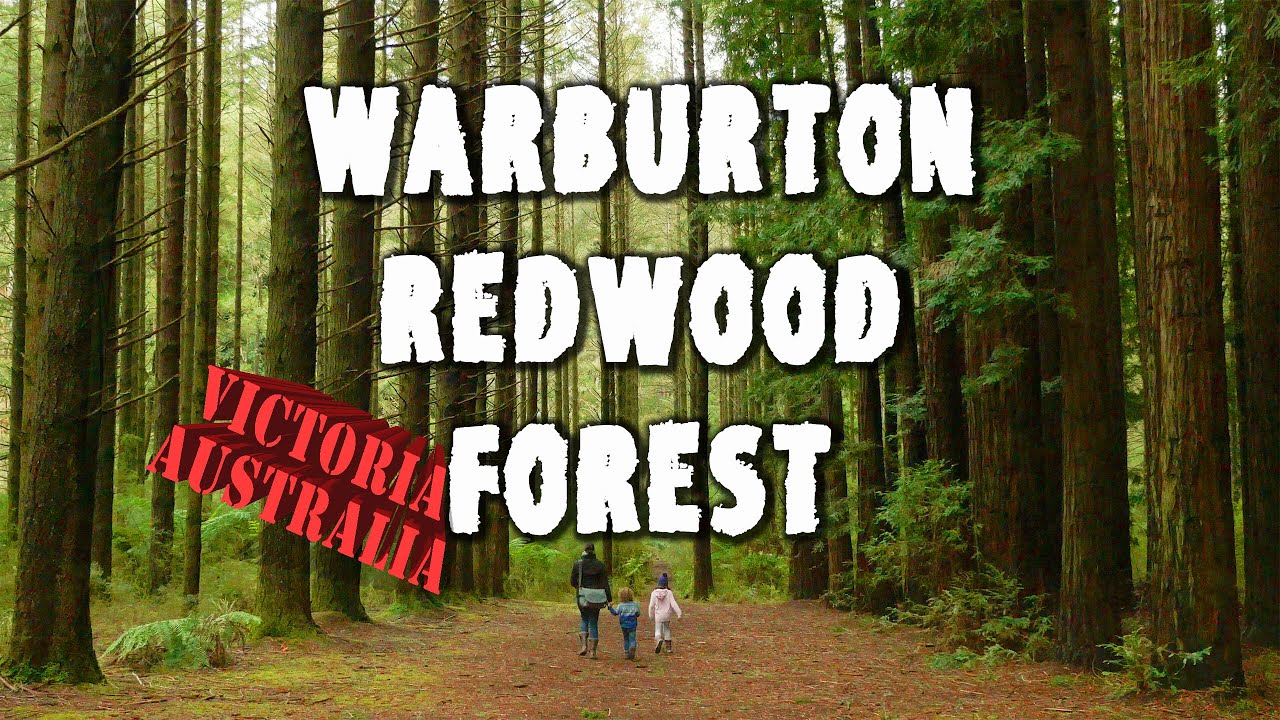 Warburton Redwood Forest, Victoria, Australia