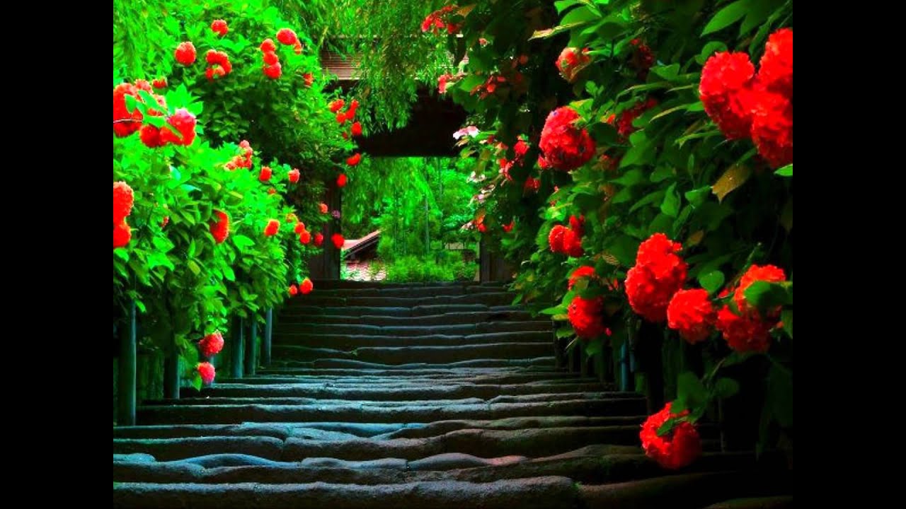 Aias õitsvad veel me roosid!