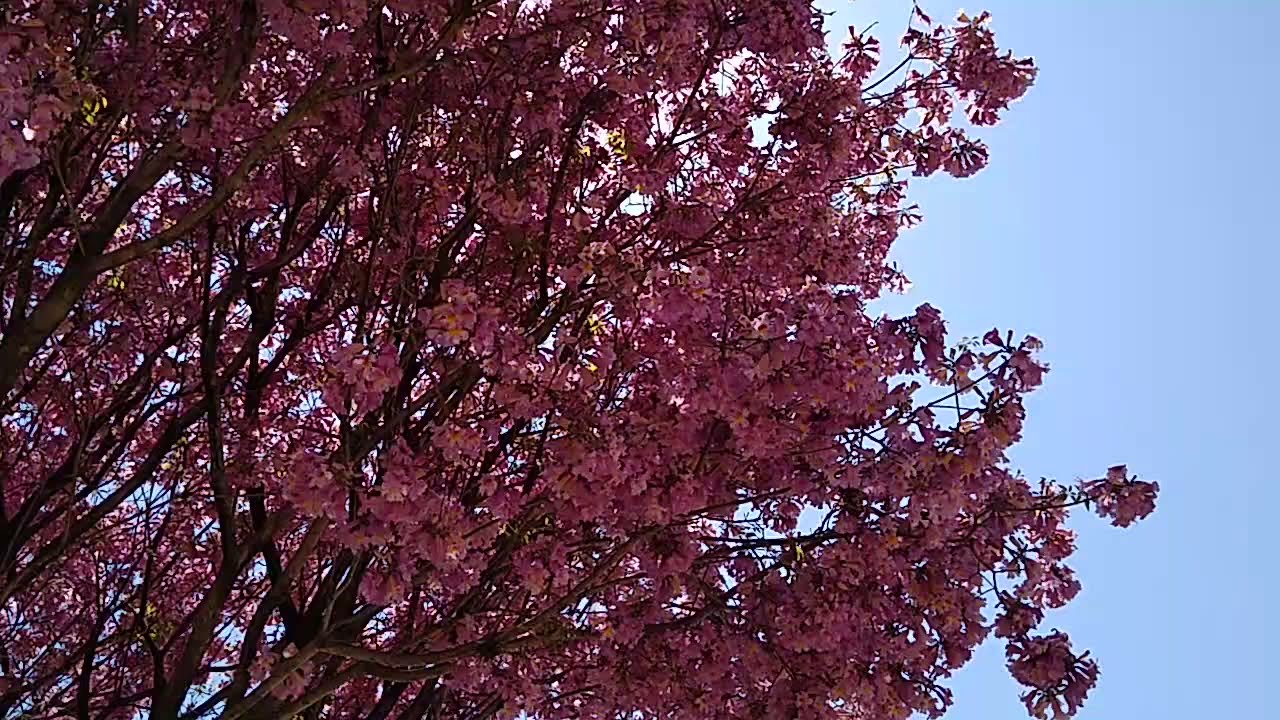 lapacho rosado . Handroanthus impetiginosus
