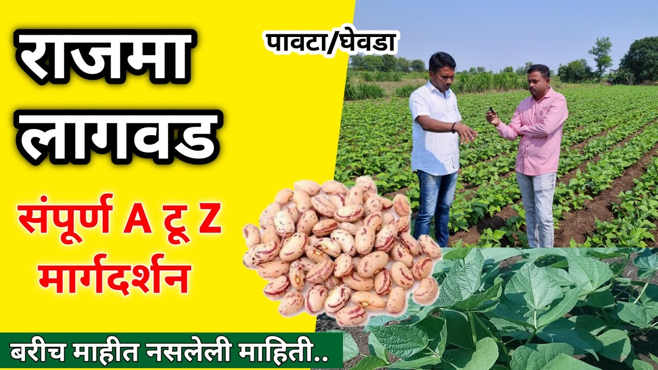 राजमा लागवड संपुर्ण A टू Z मार्गदर्शन | rajma lagwad sampurna mahiti @Adhunikshetianiudyog