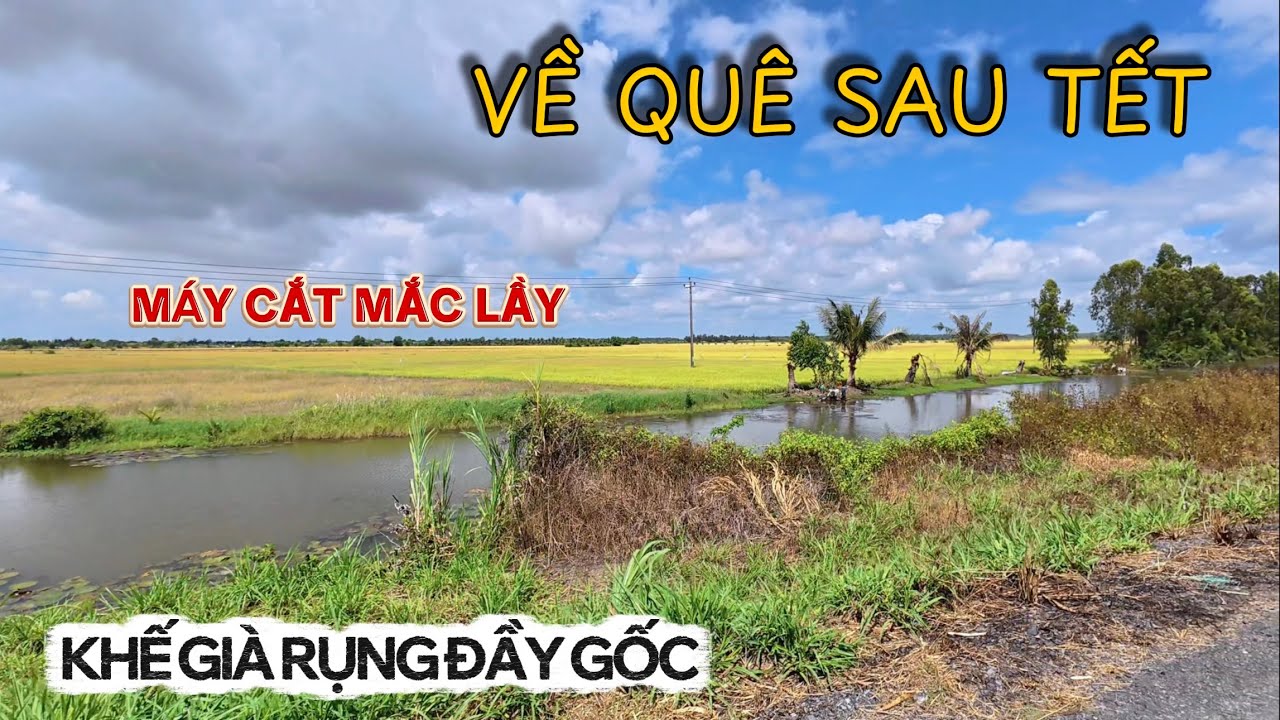 Bình Dị Mùa Lúa Chín Mới | Trên Con Bờ Đê Quê Máy Cắt Mắc Lầy, Cây Khế Mé Đường Chín Rụng Đầy Gốc.