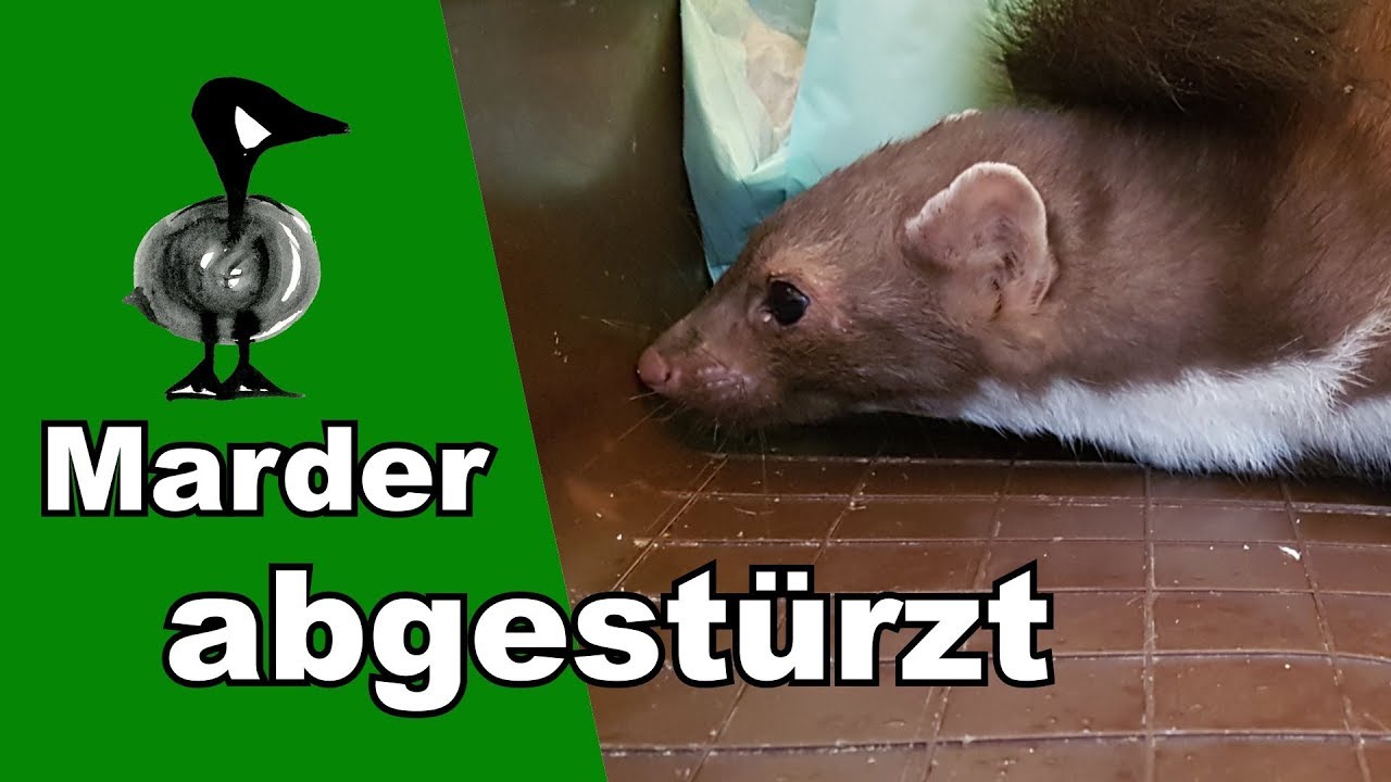 Marder abgestürzt - Tiernotruf #173