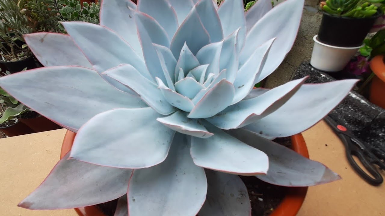 ECHEVERIA CANTE como ter sucesso no cultivo.