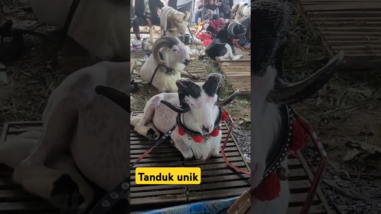 domba Garut bertanduk unik 👍|| kontes SKDG Piala Gubernur jawa barat Pamidangan Arlamba RCB