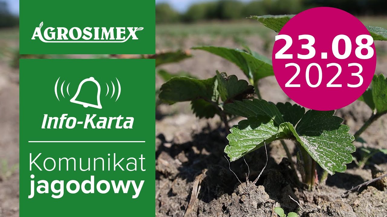 Truskawka - budowanie plonu na kolejny sezon 🍓- komunikat jagodowy | Agrosimex