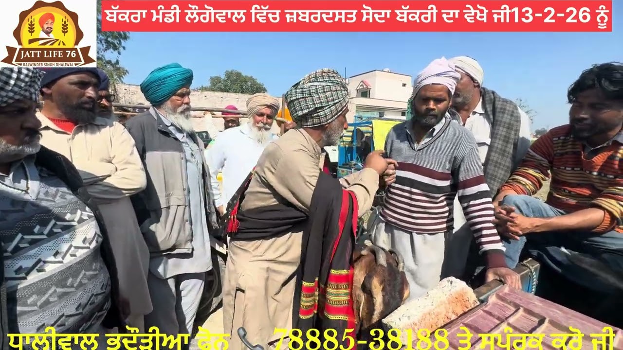 ਬੱਕਰੀ ਮੰਡੀ ਲੌਗੋਵਾਲ 13-2-26 ਇਸ ਬੱਕਰੀ 🐐 ਦੇ ਸੋਦੇ ਤੇ ਬਹੁਤ ਮੇਹਨਤ ਲੱਗੀ ਪਰ ਰਾਜੂ ਸੱਡਿਆ ਸੋਦਾ ਕਰਵਾਕੇ ਵੇਖੋ 📹 ਵਿ