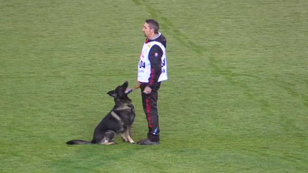 Urri z Kurimskeho haje WUSV WM 2015 B:92