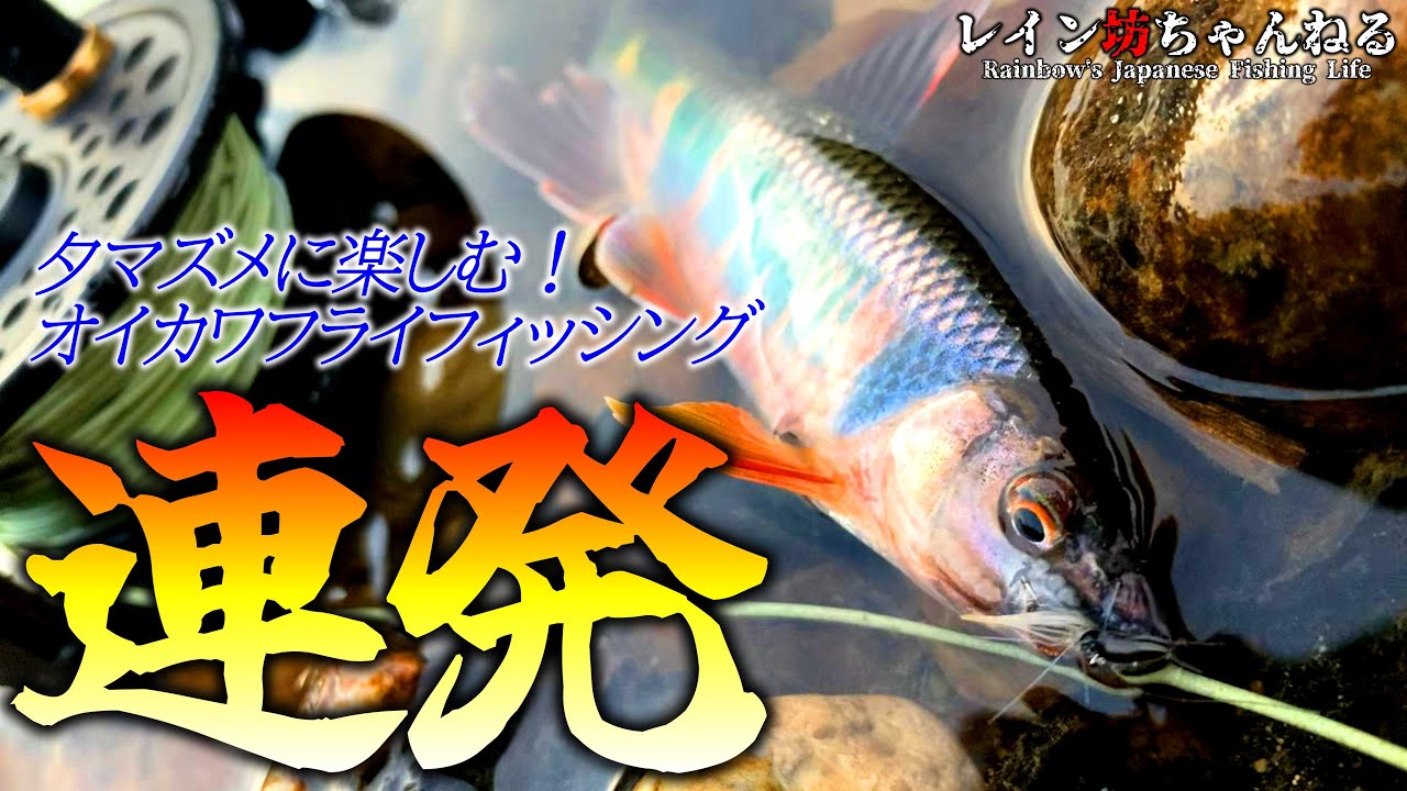 【オイカワ釣り】連発！？夕マズメに楽しむ！オイカワフライフィッシング【レイン坊ちゃんねる～Rainbow’ｓ Japanese Fishing Life～】
