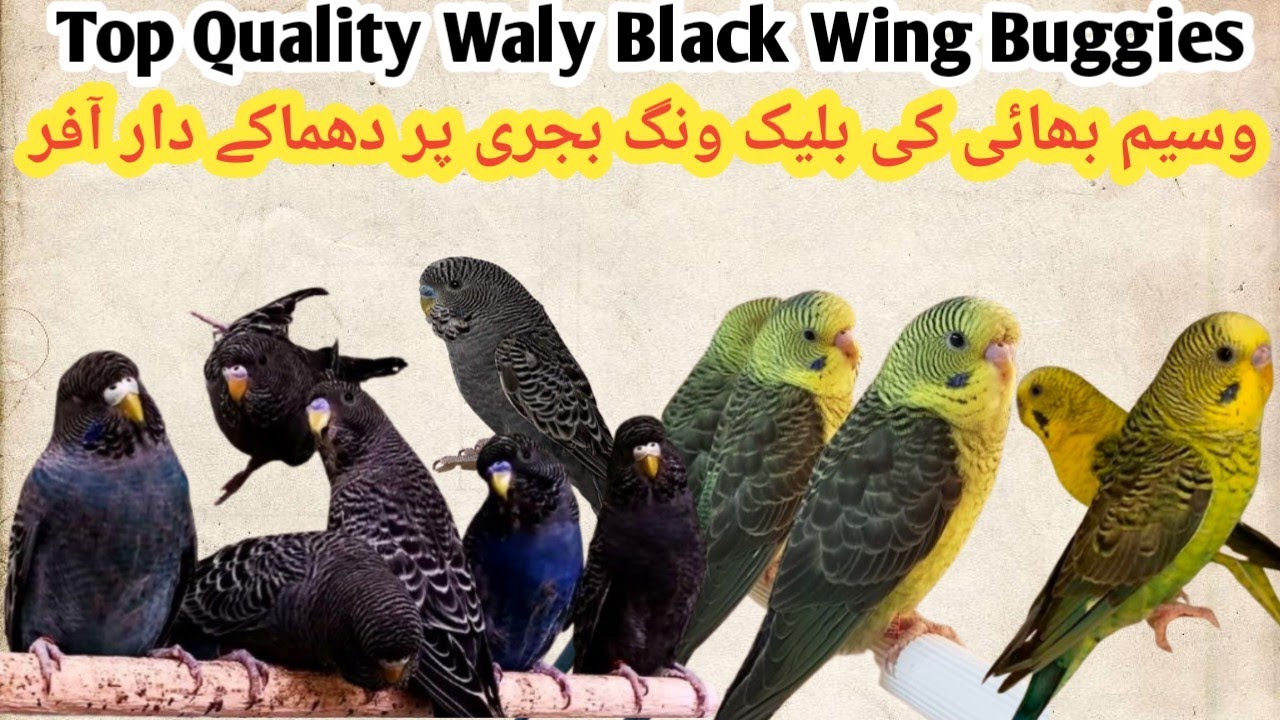 Black Face buggies Black Wing Buggies Parrot Available #comercialmutitionbuggies