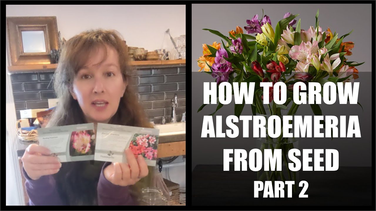 HOW TO GROW ALSTROEMERIA FROM SEEDS - PART 2