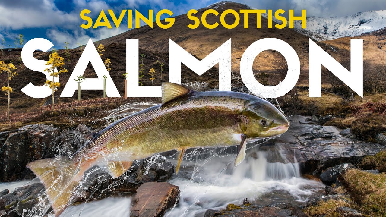 The Strange Way they&rsquo;re Saving Scottish Salmon