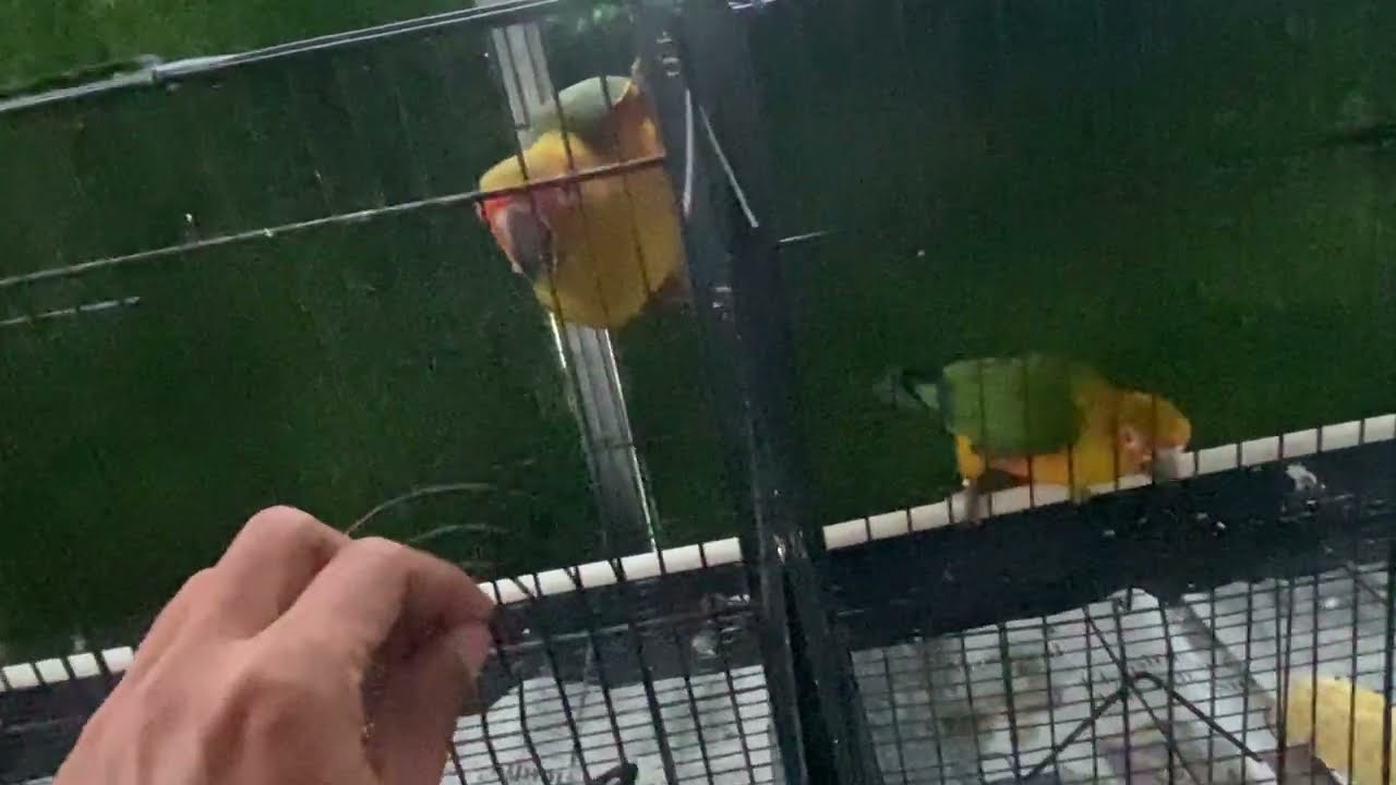 First time playing with jack and mini the #sunconure 