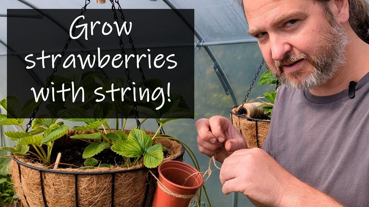 Simple method using string to propagate strawberries in hanging baskets for an infinite supply!