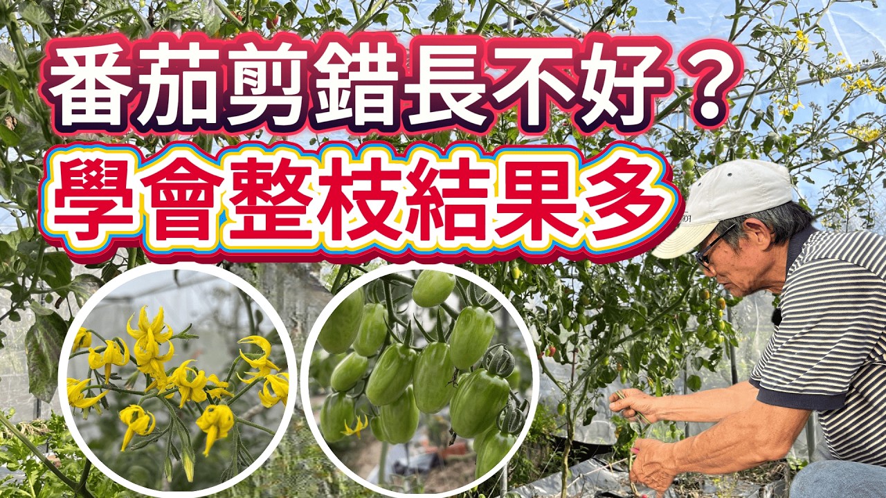 番茄結實累累整枝修剪怎麼做?想讓番茄長的好，這個修剪方法一定要學！玉女番茄雙幹整枝技巧分享，果實結得滿滿的| 阿星種植