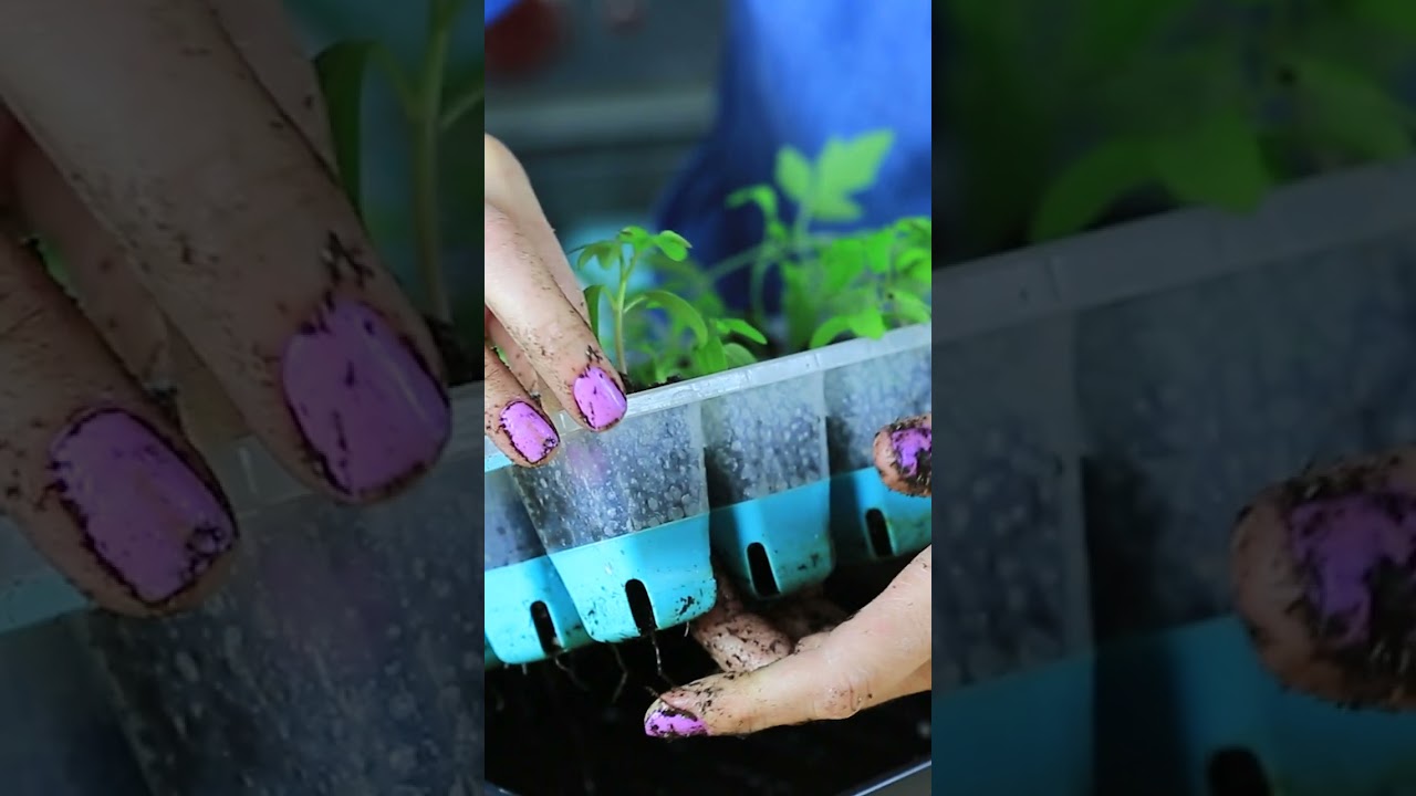 How to Transplant Seedlings to Larger Pots