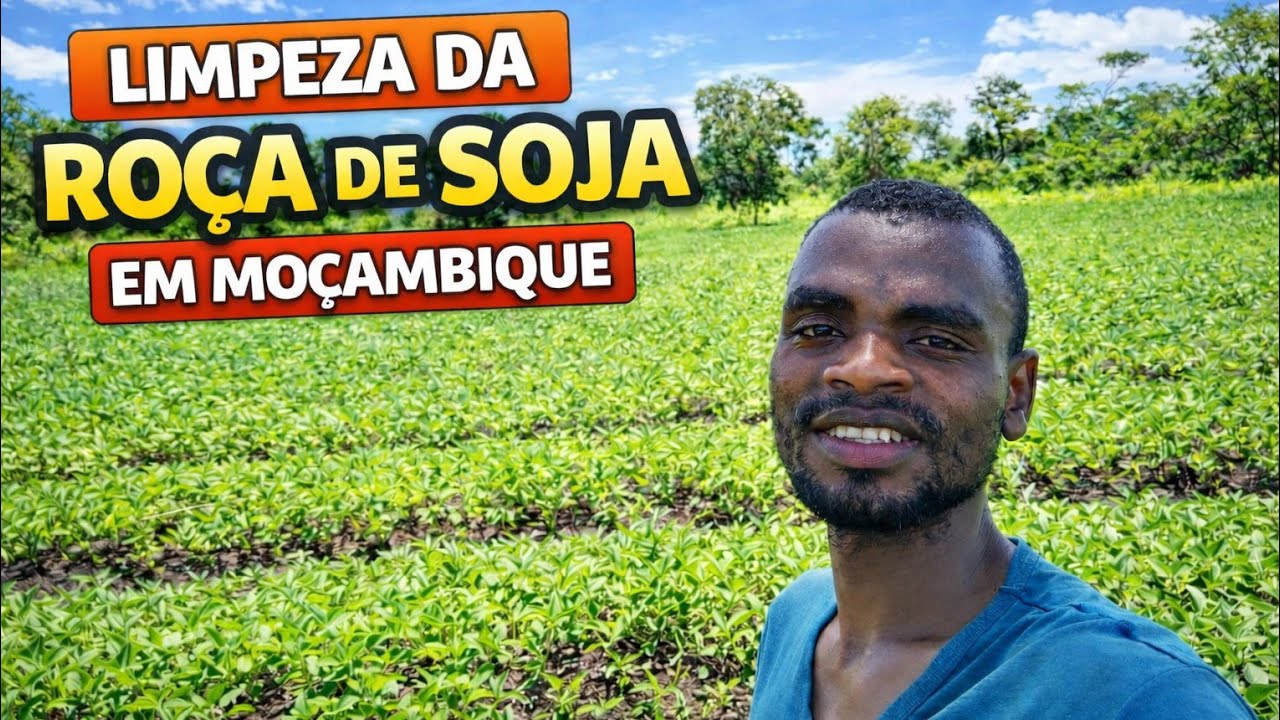 A limpeza da Roça de soja