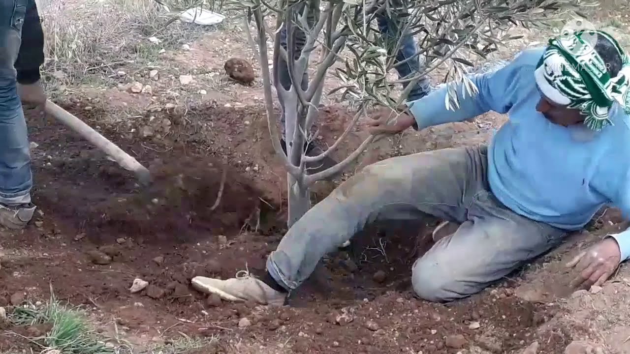 شاهدوا  كيفية تحويل شجرة الزيتون