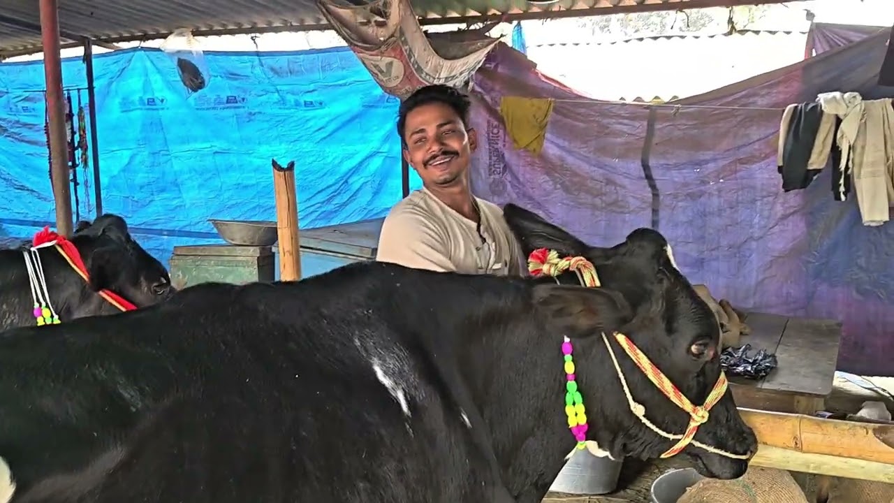 अगर डेयरी फॉर्म के लिए गाय चाहिए तो एक बार जरूआ पशु मंडी जरूर आय यह मंडी रविवार के दिन लगती है 