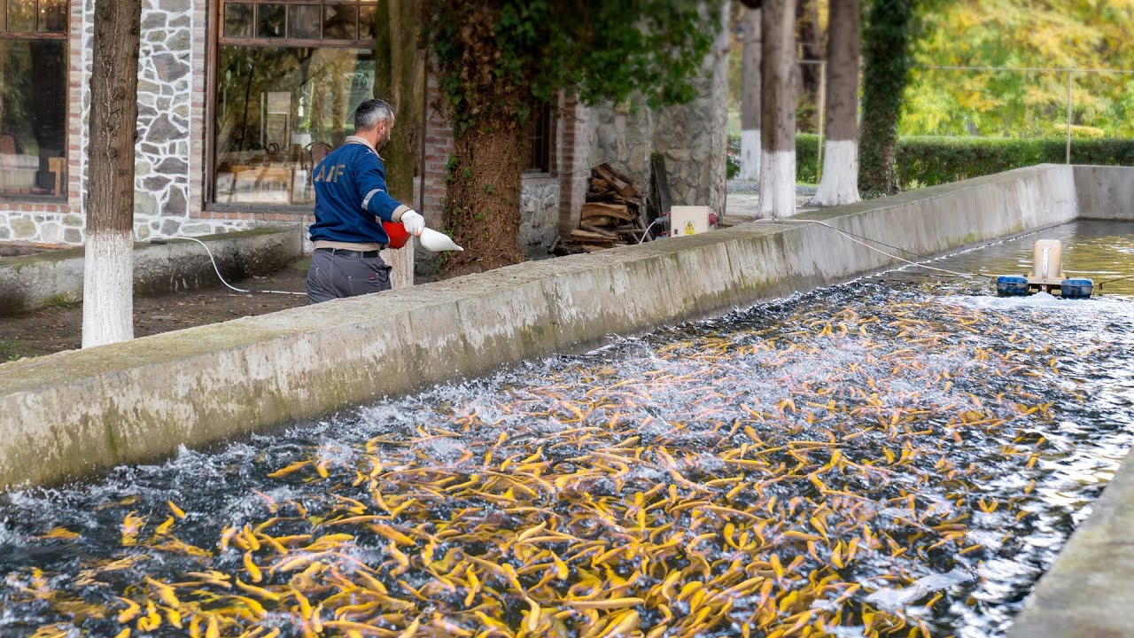 A Cosy Fish Farm For Breeding The Trout! Here They Milk Caviar Directly From Live Fish