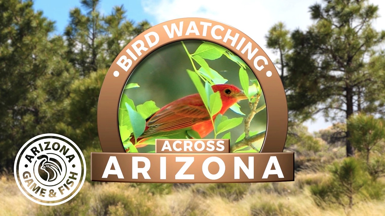 Bird Watching Across Arizona