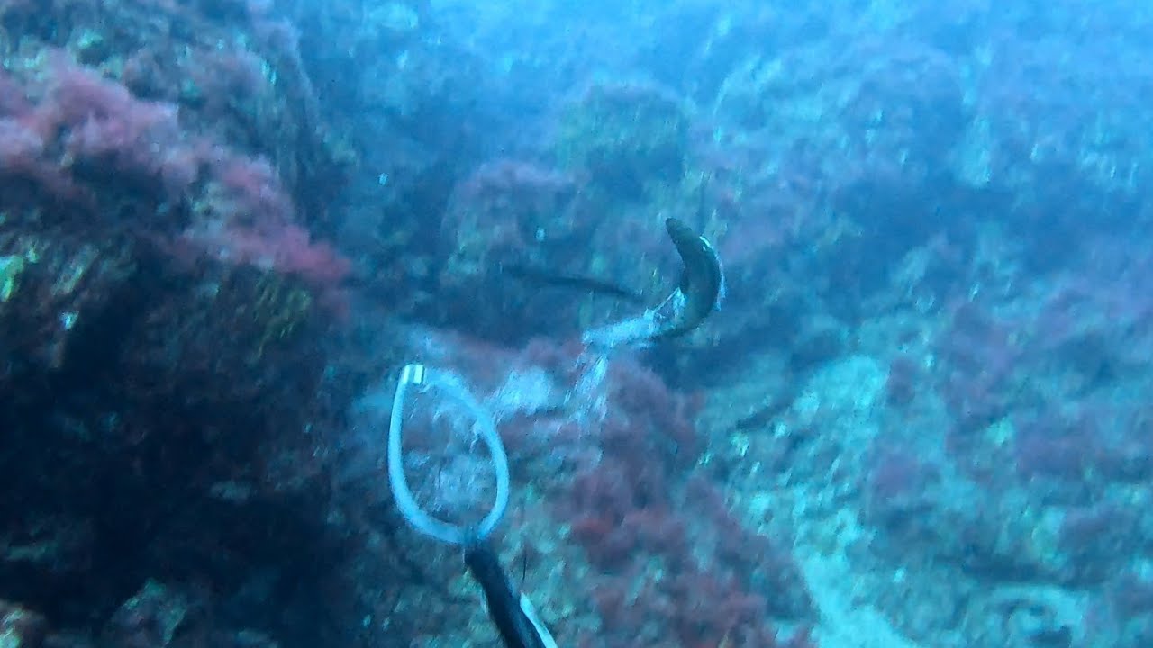 Pesca Submarina La Palma-Abade con visita de peto incluida🇮🇨