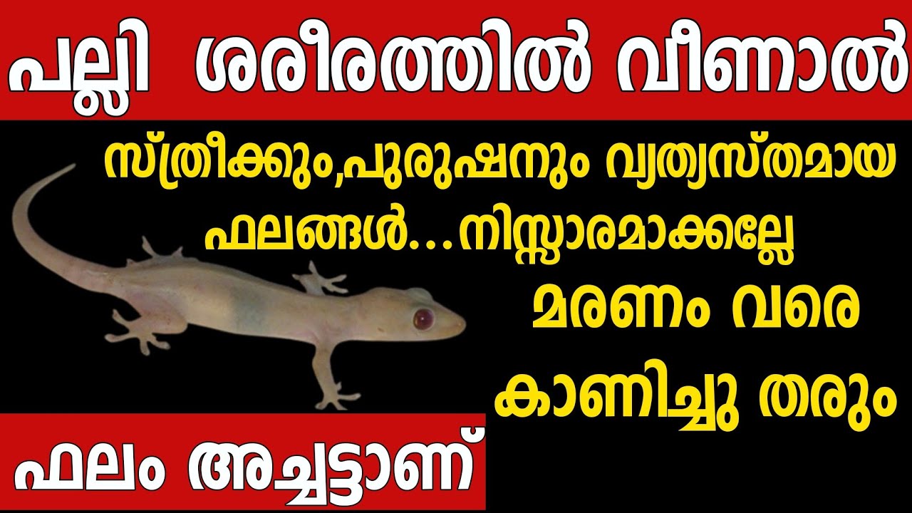 ഗൗളി ശരീരത്തിന്റെ ഈ ഭാഗങ്ങളിൽ വീണാൽ ഉണ്ടാകുന്ന ഫലങ്ങൾ Astrology Malayalam/ gouli sastra