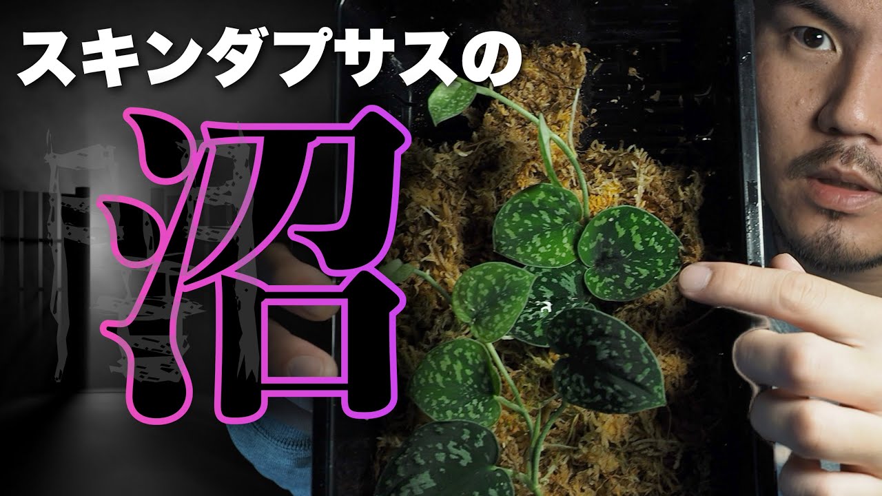 「スキンダプサス沼」入り口は福岡にあるらしい【植物紹介とイベント告知】