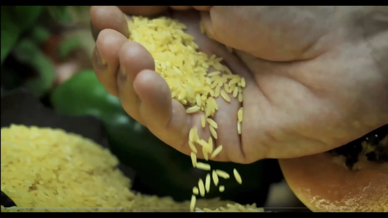 Virtual Tour to the International Rice Research Institute (IRRI) Facilities