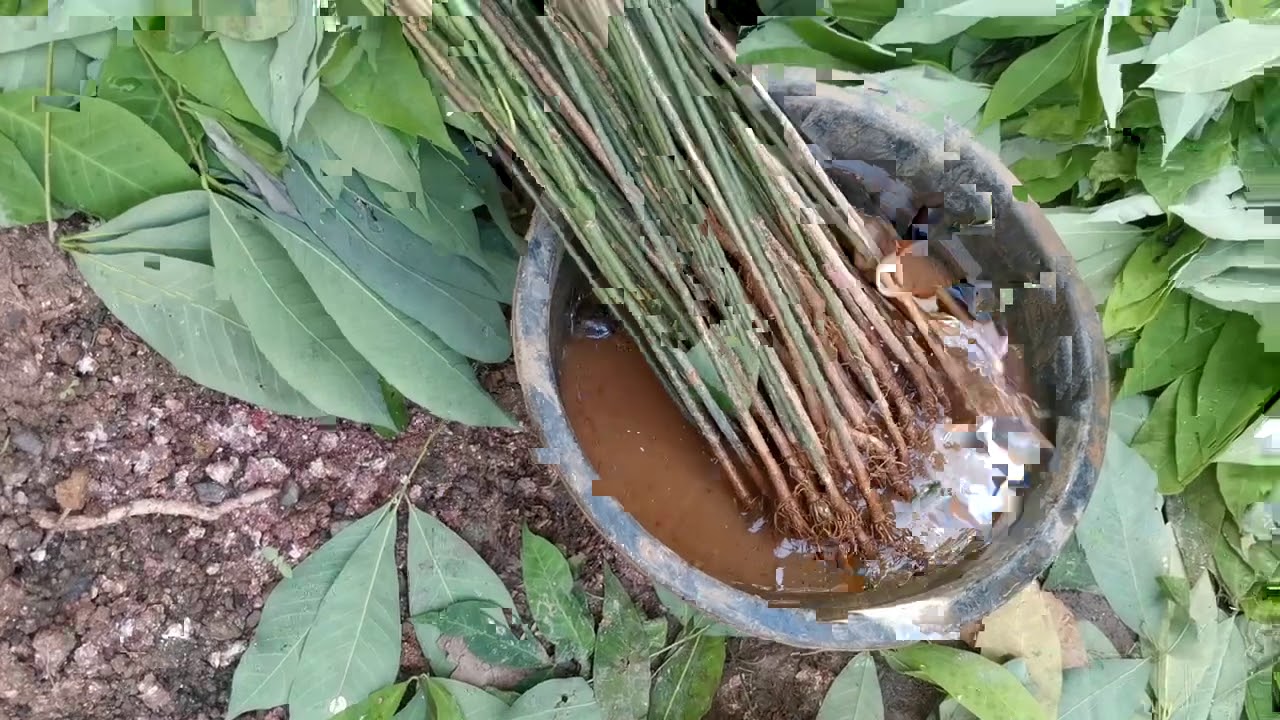 Tips  Cara  pembibitan Tanaman  Karet  Dari Berburu di Kebun Untuk Reklamasi dan reboisasi Tambang